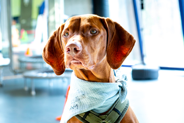 therapiehund-ludwig
