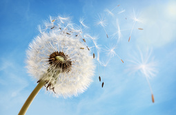 Projekt Pusteblume