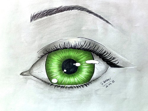 Auge