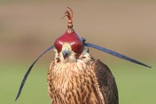 Februar bis Juni 2011: Faszination Jagd mit Greifvögeln