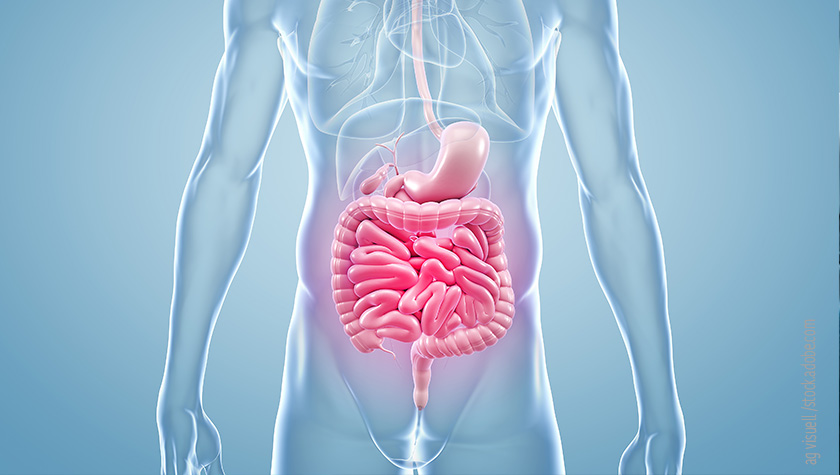 Magen-Darm Schmerzen  anatomische 3D-Illustration