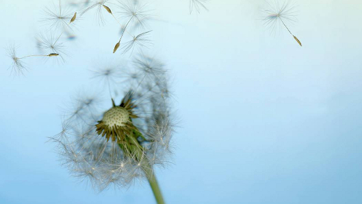 Projekt Pusteblume