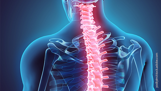 Klinik für Orthopädie - Darstellung der Wirbelsäule